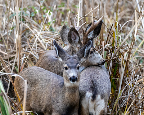 A closeup shot of a couple of deer in its natural habitat