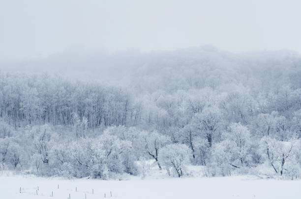 istock Beautiful winter landscape with white trees in the forest. 1461301420