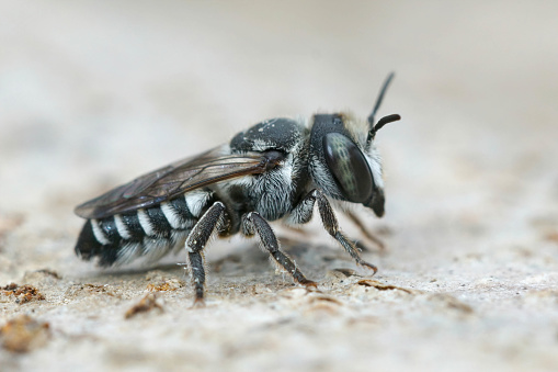 Detailed closeup on a female Apical  leafcutter bee, Megachile apicalis from Gard, France