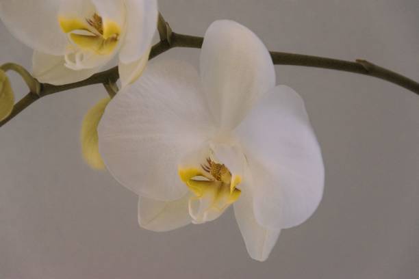 istock Close-up shot of white Phalaenopsis amabilis 1461302005