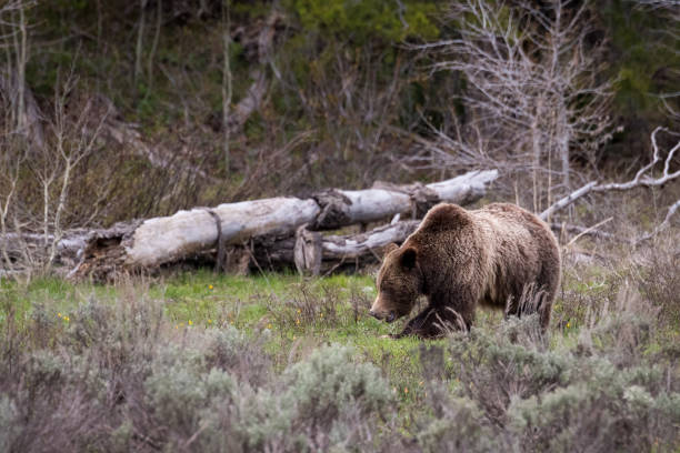 istock Lonely bear searching in the forest in the daytime. 1461302031