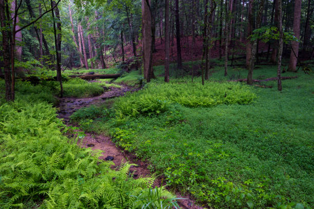 istock Dirt road in the middle of a forest surrounded by trees. 1461302058