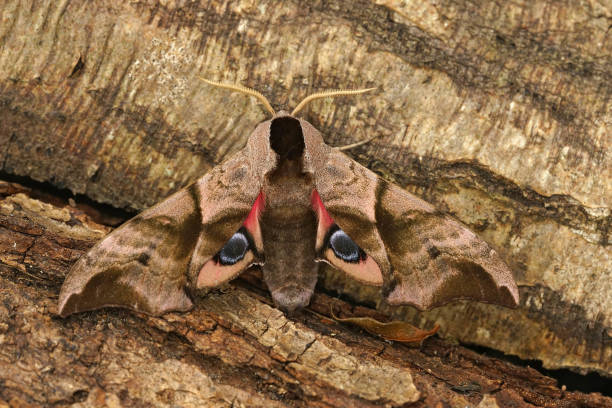 Close up of a colorful eyed hawk-moth, Smerinthus ocellatus Close up of a colorful red eyed hawk-moth, Smerinthus ocellatus on a piece of wood smerinthus ocellatus stock pictures, royalty-free photos & images