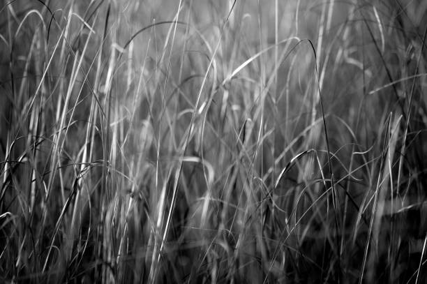 istock Grayscale of grass in everglades national park 1461302273