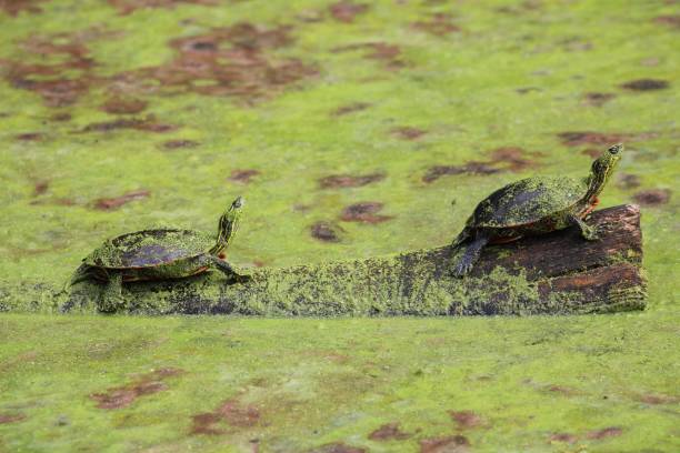 istock Painted turtles, Chrysemys picta on the log surrounded by wolffia. 1461302276