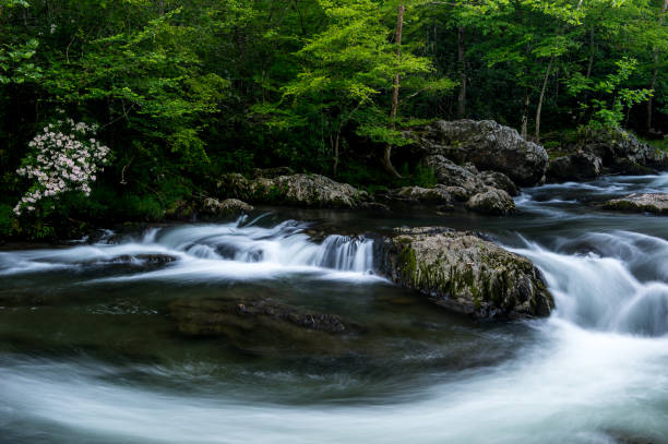 wodospad w parku narodowym great smoky mountains - great smoky mountains great smoky mountains national park forest appalachian mountains zdjęcia i obrazy z banku zdjęć