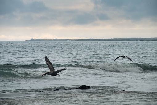 A scenic view of pelican birds flying on the sea on a cloudy day