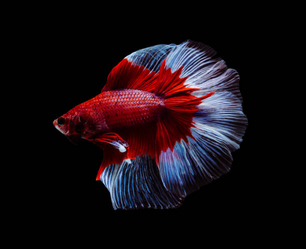 istock Red and white half moon Betta splendens fish (Siamese fighting fish) on black background 1461302445