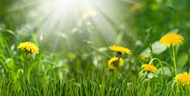 istock Dandelions in the grass in the sun 1461302470