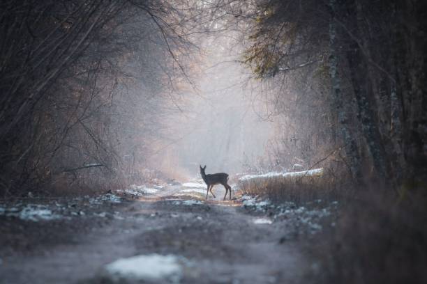 istock Lonely deer walking in a forest in winter 1461302669