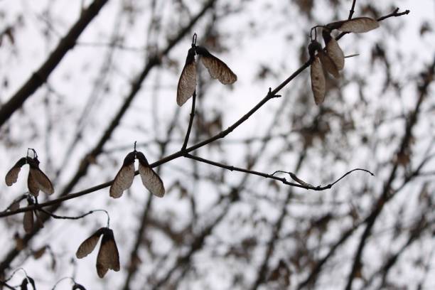 am atmospheric shot of dry fall leaves on a tree