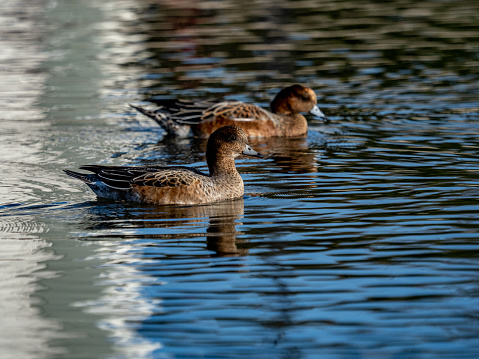 A beautiful view of Eurasian Wigeons -mareca penelope swimming in the pond in Yamato, Japan