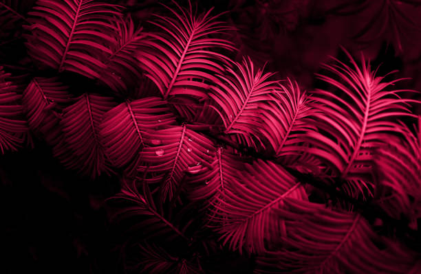 istock leaf texture tropical leaf close up water drops magenta color 1461302890