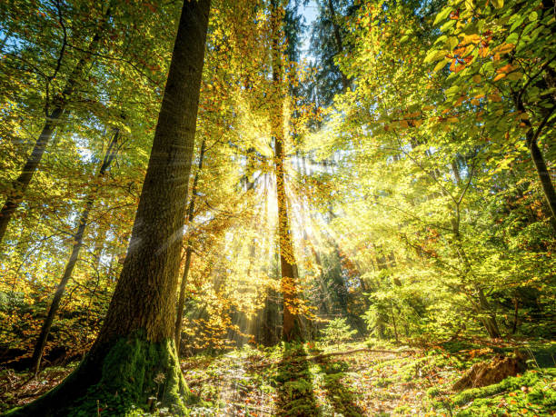 istock Golden October Forest Sun Light Beams 1461303038