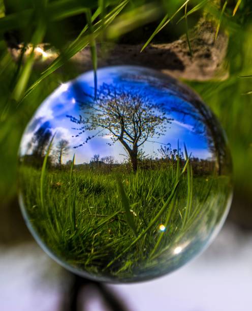 istock Vertical shot of green grass and a tree reflecting through a lens ball. 1461303091