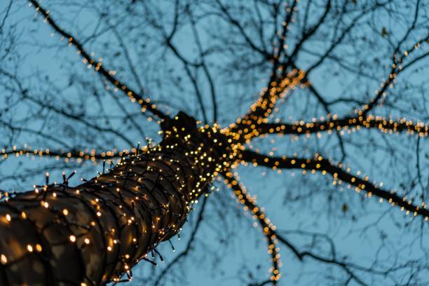 istock Low angle of the tree illuminated by small Christmas lights in the evening 1461303392