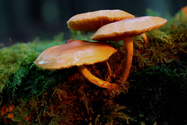 istock Beautiful Mushrooms on Moss 1461303405