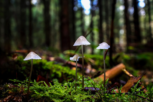 Beautiful Mushrooms on Moss