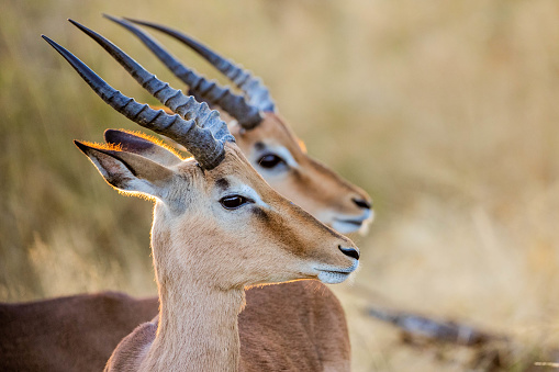 A closeup shot of impalas in a zoo park