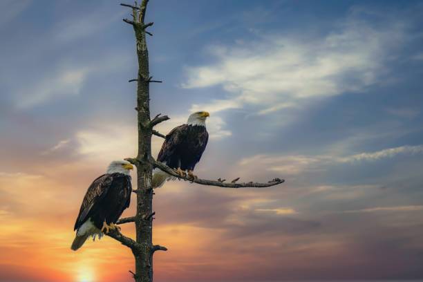 hermoso cielo al atardecer con dos águilas calvas (haliaeetus leucocephalus) encaramadas en un tronco de árbol muerto - bald eagle fotografías e imágenes de stock