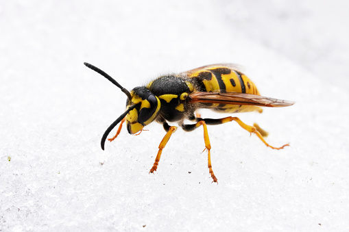 A closeup shot of a wasp in the snow