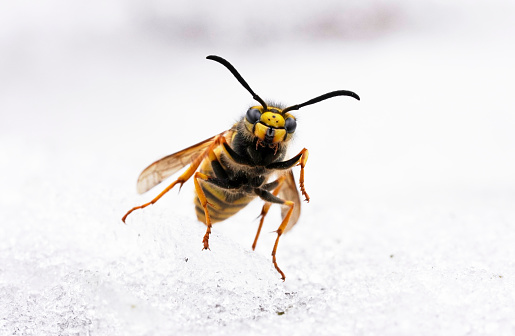 A closeup shot of a wasp in the snow
