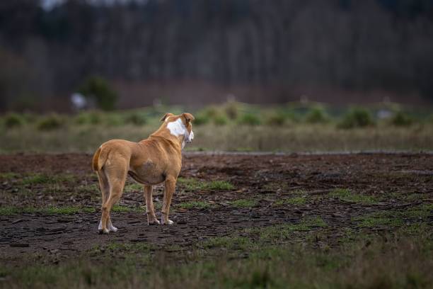 Tan and white pitbull (Canis lupus familiaris) standing at a park and staring away from the camera