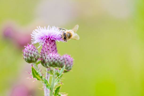 istock Shallow focus of a Bumblebee on a Thistle flower with blur background 1461305097