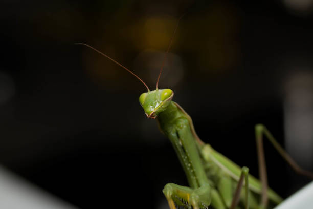 istock Selective focus shot of praying mantis 1461306388