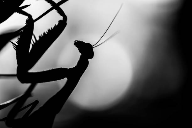 A praying mantis pauses and casts a shadow on a car's white hood.