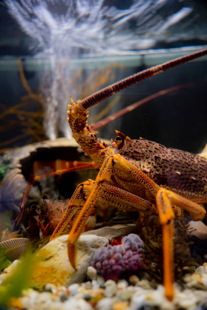 istock Crayfish/lobster in a fish tank saltwater aquarium 1461306412