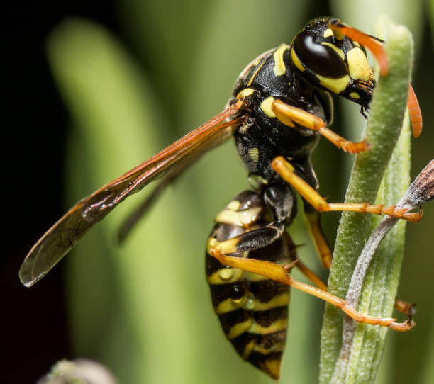 istock Selective focus shot of wasp on green leaf 1461306417
