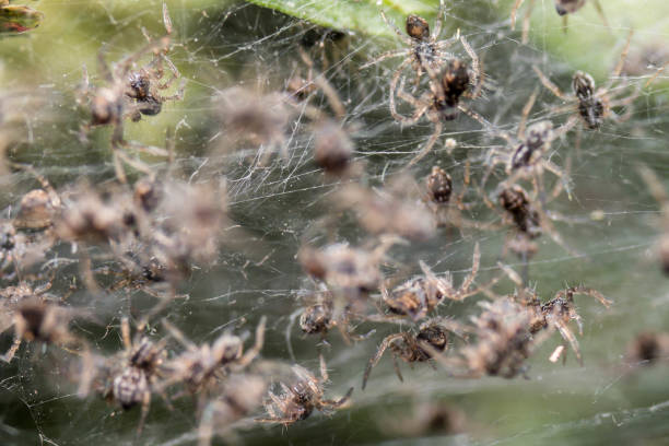 istock Selective focus shot of baby spiders on web 1461306441