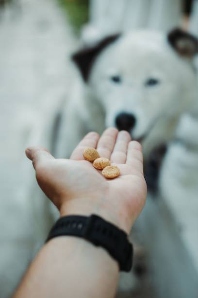 istock Person feeding a cute white Laika 1461307044