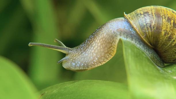 istock Selective focus shot of a snail crawling out of its shell 1461307053