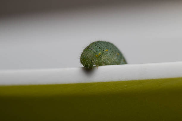 istock Selective focus shot of a green caterpillar on a bowl 1461307065