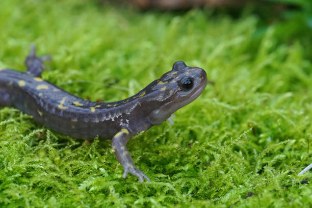 istock Closeup on the rare, endangered Gorgan Mountain Salamander,  Paradactylodon gorganensis 1461307497