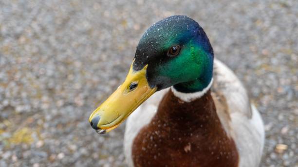 istock Beautiful view of a duck sitting in a park and looking forward 1461307646