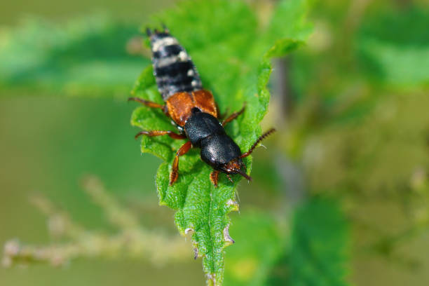 primer plano de un colorido escarabajo rover, platydracus stercorarius - asnillo fotografías e imágenes de stock