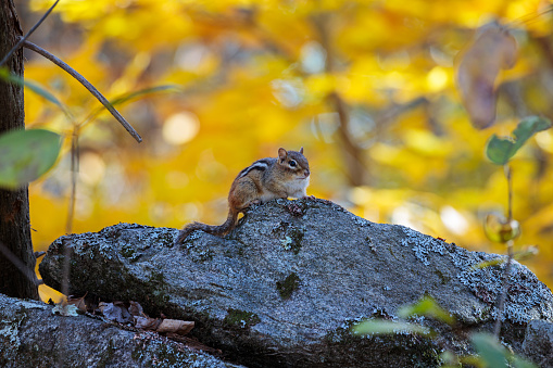 A beautiful chipmunk sitting on a rock in a forest during fall