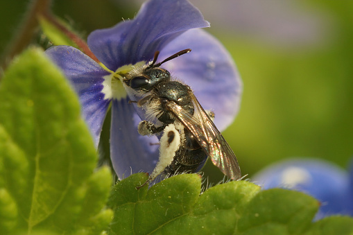 Closeup on the rare small green mining bee , Andrena viridescens,  a specialist on pollen from blue  speedwell flowers,  Veronica chamaedrys