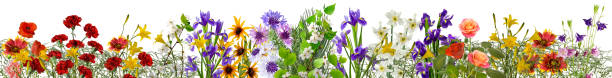 istock banner with various beautiful colors on a white background 1461308392