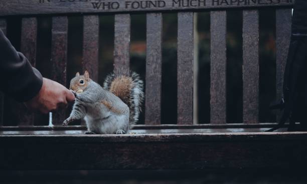 istock Closeup of a man feeding a Carolina squirrel 1461308420