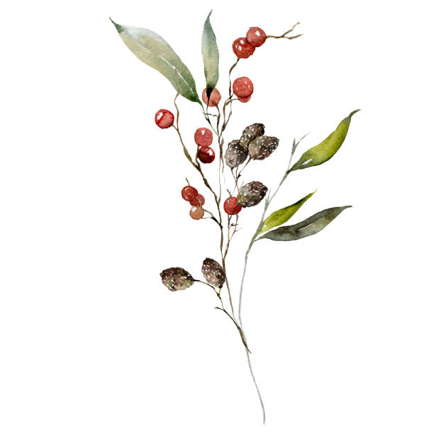 Watercolor Christmas bouquet of branches, alder and red berries. Hand painted holiday greenery isolated on white background. Floral holiday illustration for design, print, fabric or background. Watercolor Christmas bouquet of branches, alder and red berries. Hand painted holiday greenery isolated on white background. Floral holiday illustration for design, print, fabric or background alder tree drawing stock illustrations