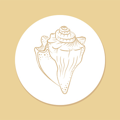 Hand drawn conch shell sticker, aquatic life illustration