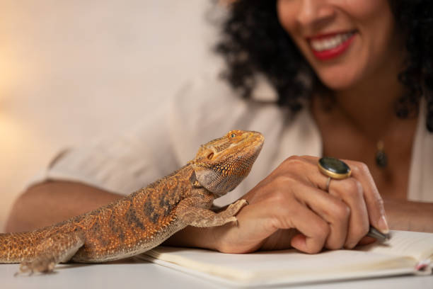 Dragón barbudo - foto de stock