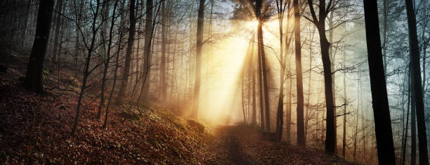 rayos de sol en un bosque brumoso en invierno - lane sunlight sunbeam plant fotografías e imágenes de stock