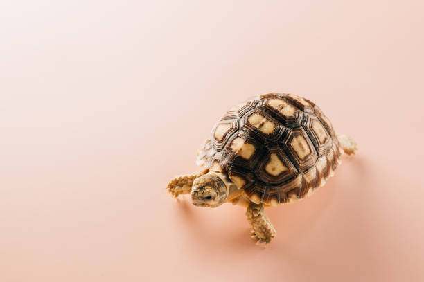 istock African spurred Sulcata tortoise walking 1461311183