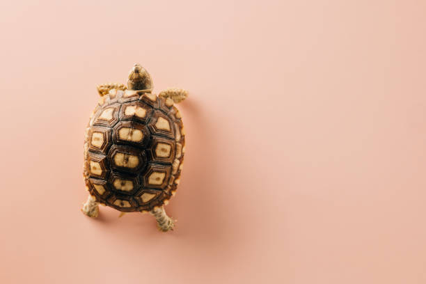 istock African spurred Sulcata tortoise walking 1461311250