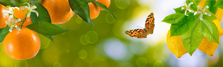 a Painted Lady butterfly as it perches on delicate orange flowers amidst a lush sea of green leaves, a picturesque scene for nature enthusiasts and garden lovers